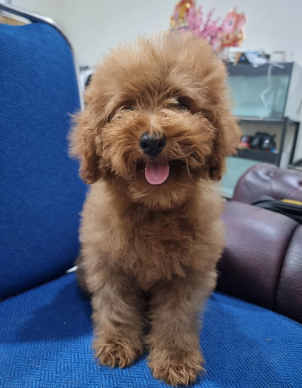 Dijual Anakan Poodle Warna Fawn N Hitam Anjing Poodle Anjingkitacom