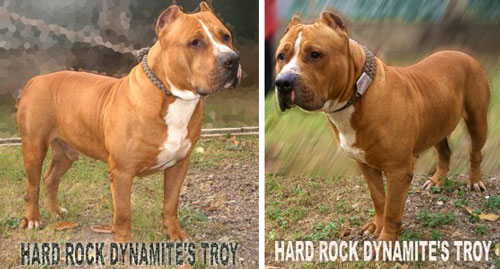 anjing pitbull anjing pitbull