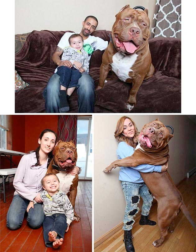 Anjing Pitbull Terbesar Dunia Berita Tentang Ukuran Tubuh Sedunia Bernama