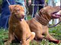 Papilon Pit Bull Club