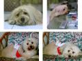 **** Album Anjing Kita ****