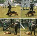 Kompetisi Anjing Pintar PAKGI Ke-1