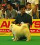 2005-11-27 | KMPI Multi Breed Dog Exhibition, Tangerang