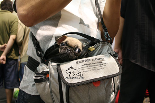 Pet Show 2007