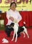 Batam Dog Show 2008