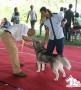 Perkin Jabar All Breed & Karya Guna