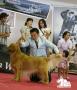 Perkin Jatim Dog Show