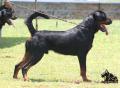 Klik untuk perbesar