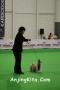 Perkin Jaya All Breed & Speciality Show
