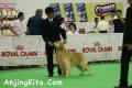 Perkin Jaya All Breed & Speciality Show