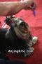 Klik untuk perbesar
