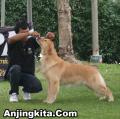 Klik untuk perbesar