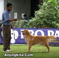 Klik untuk perbesar