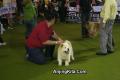 Semarang Dog Show II