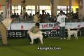 Semarang Dog Show II