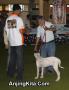 Semarang Dog Show II