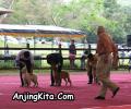 Klik untuk perbesar