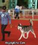 Perkin Jabar Dog Show + Ujian Karya Guna