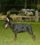 KBI & Perkin Jaya Back To Back & All Breed