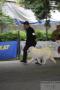 KDI & Perkin Jaya Multi Trah + All Breed 