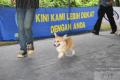 Klik untuk perbesar