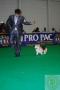 Indo Dog's, KMPI & Perkin Jaya  Dog Show
