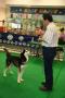 Pameran All Breed Perkin Konsulat Makassar