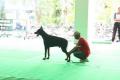 Pameran All Breed Perkin Konsulat Makassar
