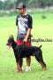 PERKIN SUMUT Multi trah 