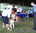 Klik untuk perbesar