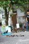 ALPO & Dog Run - JAMBOREE 2010 