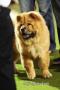 Semarang Dog Show 2010