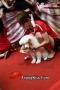 PURINA ALPO 