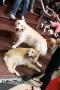 PURINA ALPO 