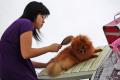 Medan Dog Show + Ujian Karya Guna