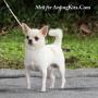 Chihuahua, Time to Shine