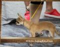 Chihuahua, Time to Shine