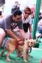 Foto Anjing di Doggie's Day Out Makassar 2011