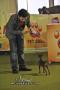 Semarang Dog Show 2011