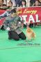 Perkin Jabar All Breed