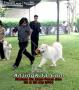 Klik untuk perbesar