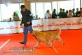 Malang Dog Show 2011