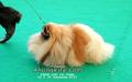 Perkin Jaya All Breed