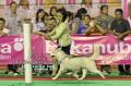 Klik untuk perbesar