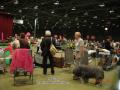 Foto anjing @ EURO Dog Show 2011