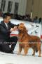 Foto anjing pada Jogja Dog Show 2011