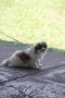 Manado Dog Show 2011
