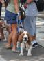 Manado Dog Show 2011
