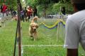 MEET THE BREED: 100% GOLDEN