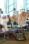 Foto Anjing pada Pameran & Acara Selama Tahun 2011